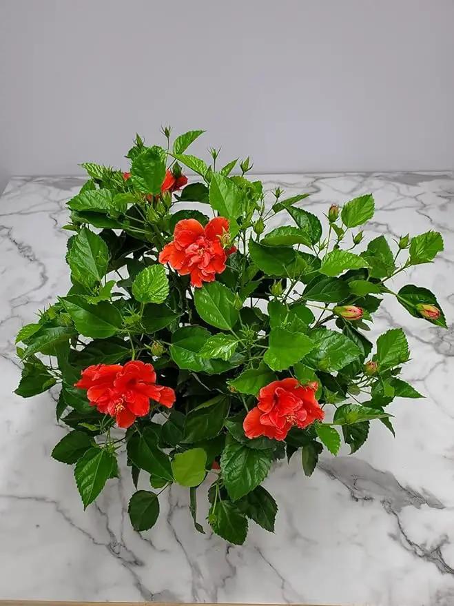 Hibiscus Plant Live - Double Red Hibiscus Bush - Flowering Plants - Red - Overall Height 26" to 28" - Tropical Plants of Florida (Plant Only) by GreenHaven Gardens