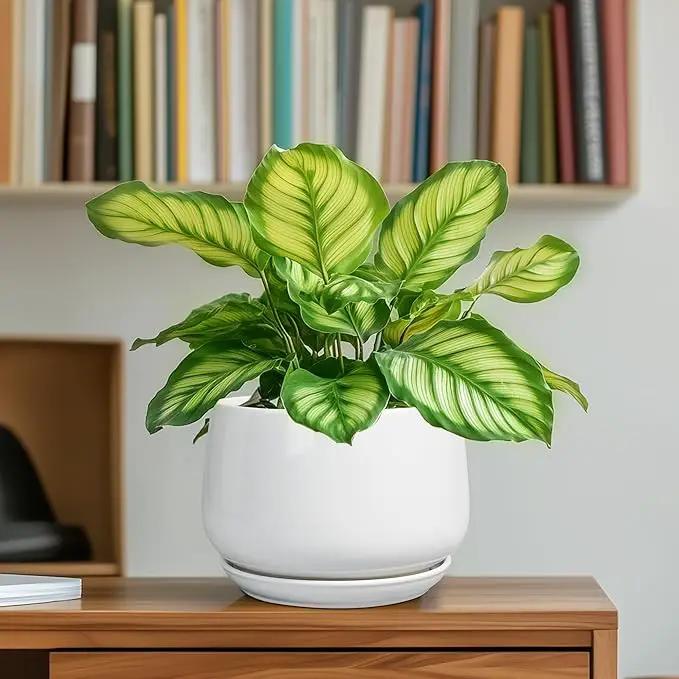 G EPGardening Ceramic Pots for Plants - 6 Inch Planter for Indoor Plants, Flower Pots with Drainage and Ceramic Tray, Modern Office Decor, Gifts for Plant Lovers, White by GreenHaven Gardens