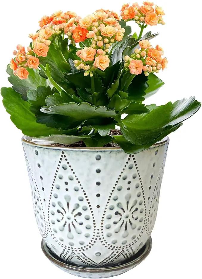 Gepege 6 Inch Beaded Ceramic Planter Set of 2 with Drainage Hole and Saucer for Plants, Indoor-Outdoor Large Round Succulent Orchid Flower Pot (Smoked Gray, Inner-pots not Larger Than 5 Inch) by GreenHaven Gardens