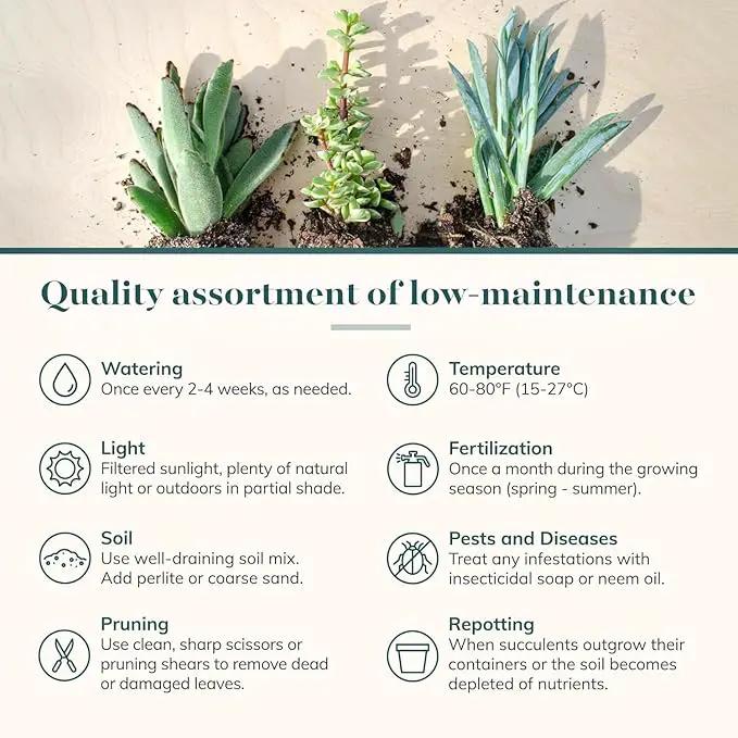 Shop Succulents Unique Succulent Plant Pack Collection - Live Mini Succulent Plants, Low Maintenance, Exceptional Colors & Textures - Wedding and Party Favors, Gift & Garden, Pack of 20 by GreenHaven Gardens