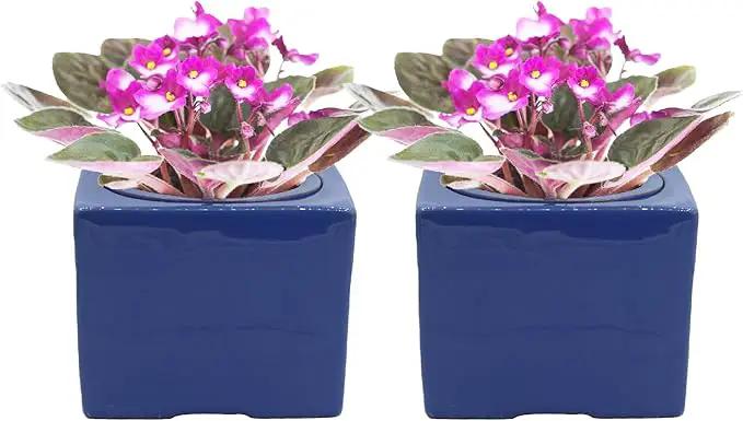 2-Pack Ceramic African Violet Self Watering Pot 6 Inch Square Pot 3.5 Inch Innter Pot Easy Fill Water Reservoir Blue by GreenHaven Gardens