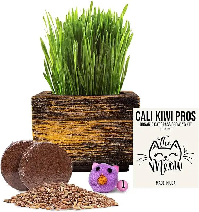 Cali Kiwi Organic Cat Grass Kit - Cat Grass for Indoor Cats with Cat Toy – Natural Hairball Remedy, Supports Digestion & Health, Single Planter (Black Gold) by GreenHaven Gardens