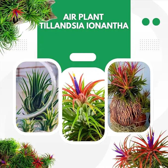 Air Plants Live, 10 Red Tillandsia Air Plants Live Houseplants for Growing Indoors Outdoors, 2 to 3 Inches Tall, Tillandsia Plants Live, Live Air Plants by GreenHaven Gardens