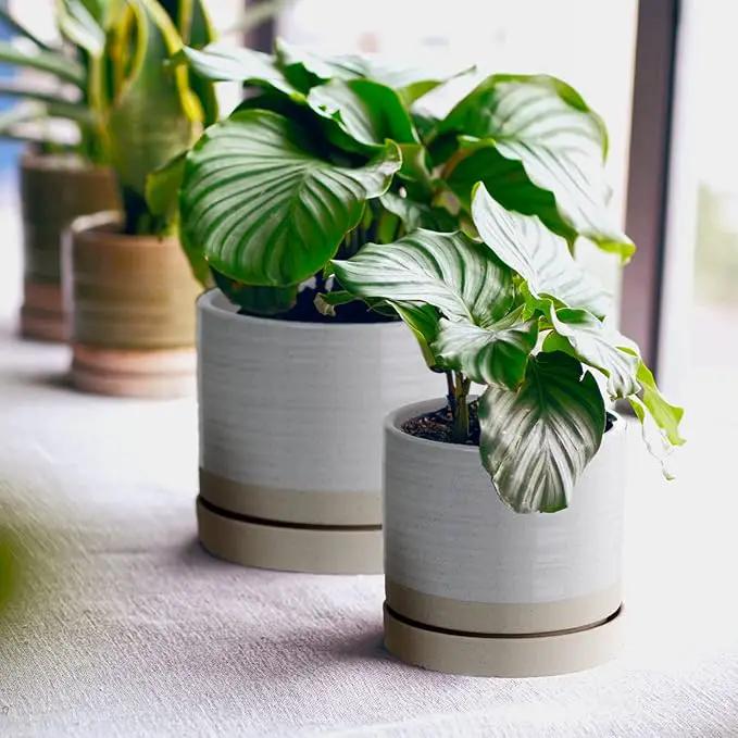 6 + 8 Inch Plant Pots, Ceramic Planter Pot with Drainage Hole & Saucer, Indoor/Outdoor Cylinder Round Planter Pot, Cream & Beige by GreenHaven Gardens