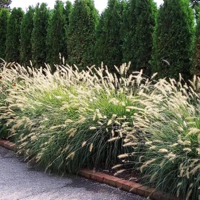 Pack 3 Fountain Grass Plants Live, 5-9 Inch Tall, Ornamental Grasses Live Plants Perennial, Well-Rooted Perennial Grass Clumps (White Fountain Grass) by GreenHaven Gardens