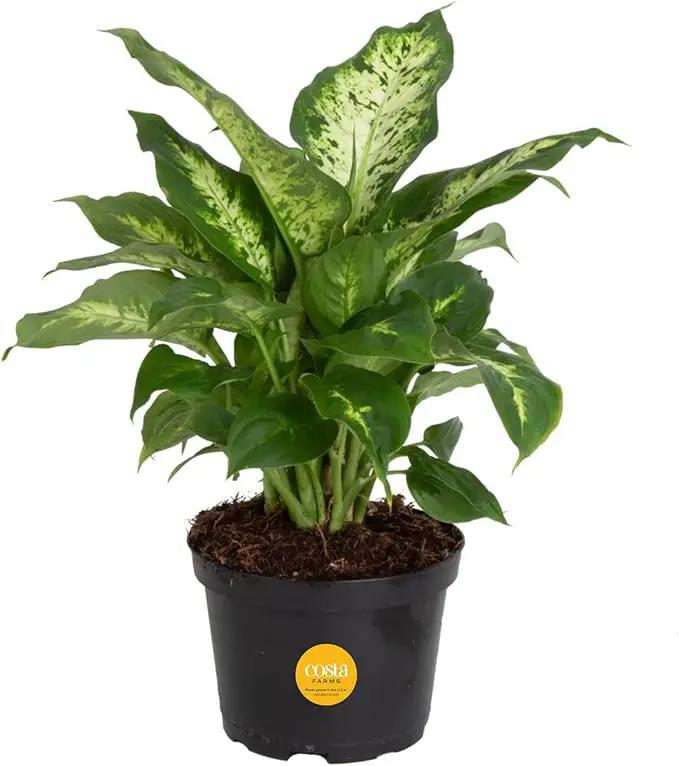 Costa Farms Dieffenbachia Live Indoor Plant, Easy to Grow Houseplant, Potted in Indoors Garden Nursery Plant Pot, Potting Soil Mix, Grower's Choice, Home and Office Plants Decor, 1 Foot Tall by GreenHaven Gardens