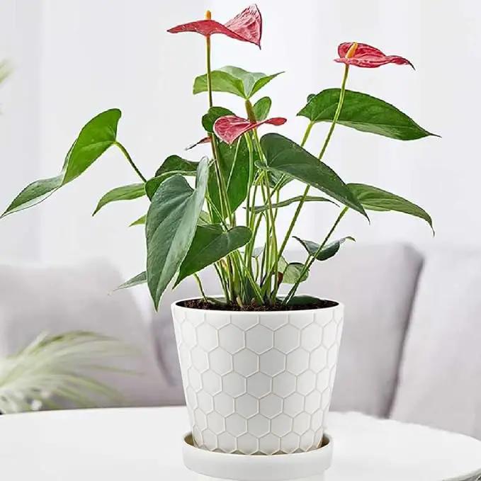 Ceramic Plant Pots,4+5+6 Inch Pots for Indoor Plants,Planters with Drainage Holes and Ceramic Tray, Indoor Flower Pots Gardening Home Desktop Office Windowsill Decoration Gift,Set of 3 (White) by GreenHaven Gardens