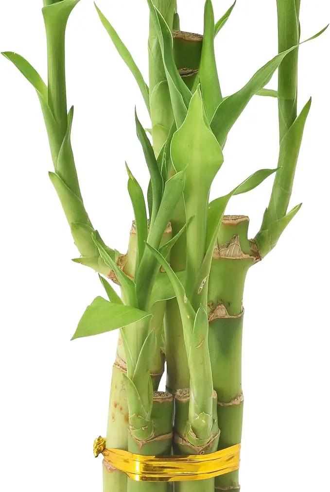 Arcadia Garden Products 5-Stem Lucky Bamboo, Live Indoor Plant in Contour II Ceramic Planter for Home, Work, or Gift, Black ***Cannot Ship to Hawaii*** by GreenHaven Gardens