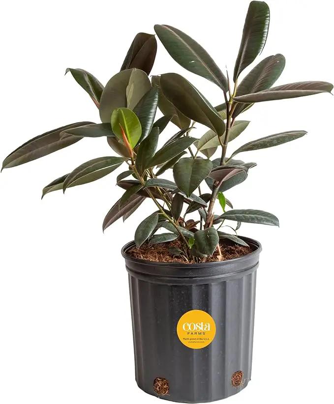 Costa Farms Burgundy Rubber Plant, Live Indoor Ficus Elastica Tree, Live Indoors Houseplant in Nursery Pot, Potting Soil Mix, Gift for Housewarming New House, Home or Office Decor, 2-3 Feet Tall by GreenHaven Gardens