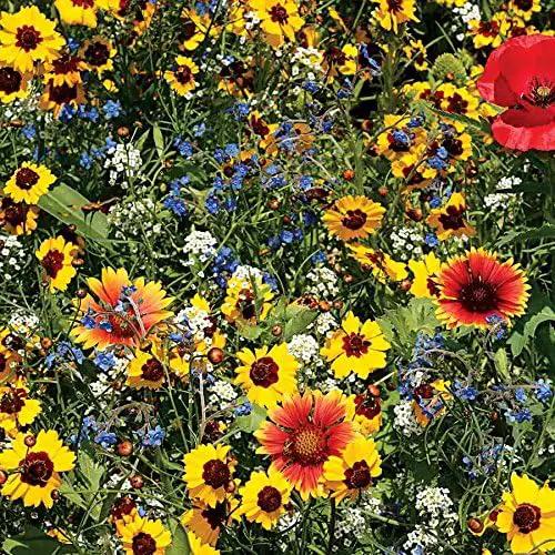 Park Seed Grow Your Own Vibrant Wildflower Garden Mixture, Perfect for Bees, Butterflies, and Hummingbirds, Bee Buddies Mix, Pack of 3000 by GreenHaven Gardens