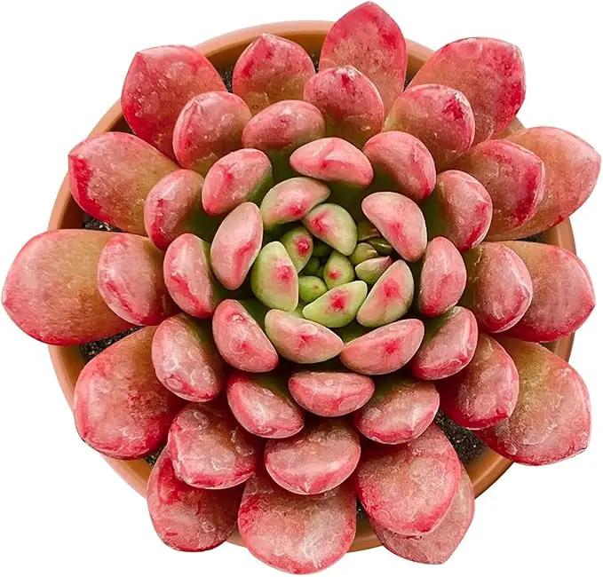 Live Succulents Sedeveria Pink Ruby (4-inch), Succulent Plants Fully Rooted in Pots with Soil, Easy-Care House Plant for DIY, Home Office Decor, Wedding Party Favor by GreenHaven Gardens