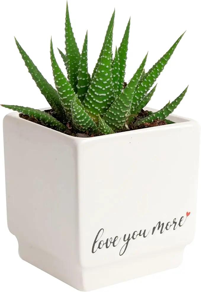 Costa Farms Mini Haworthia Succulent Fully Rooted Live Indoor Plant 6-Inches Tall, in Kokedama Ball| Valentines Day Gift | Valentines Day Decoration by GreenHaven Gardens