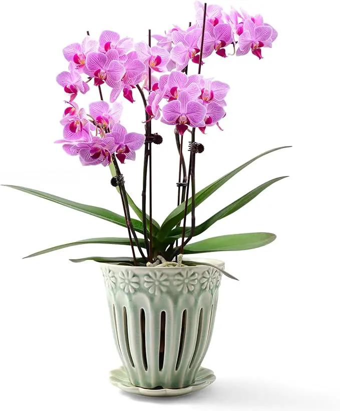 5" Ceramic Orchid Pots with Holes | Crackle Glazed Orchid Pot with Drainage and Separate Saucer | Ideal Plant Pot for Repotting Orchids and Other Flowers(Green) by GreenHaven Gardens