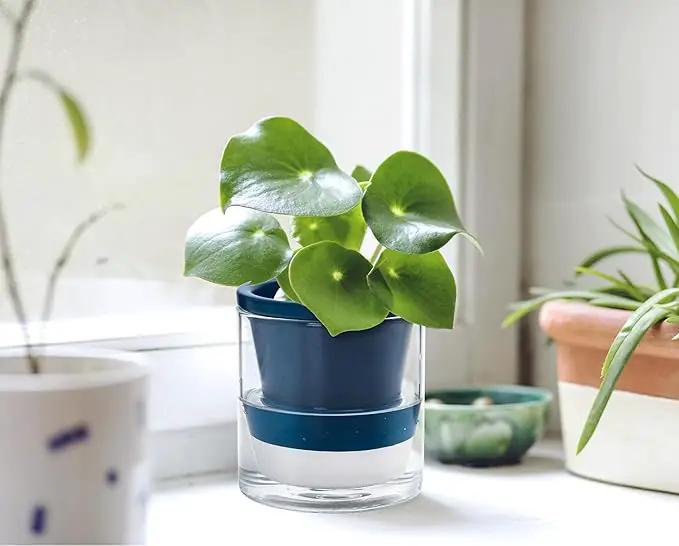 D'vine Dev 4 Inch Design Self Watering Planter for Indoor Plants, Blue Terracotta Pot with Cylinder Glass Cup, 37-X-A-4 by GreenHaven Gardens