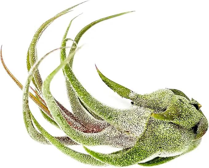 Air Plants - Tillandsia Pruinosa, Large 3-5" - 3ct - Live Arrival Guaranteed - House Plants for Home Decor & Gift by GreenHaven Gardens