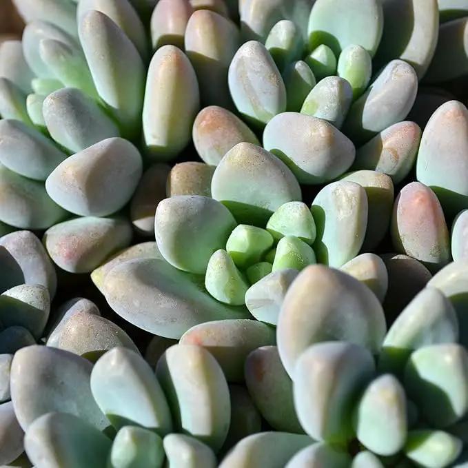 Altman Plants, Live Succulent Plants (20 Pack) Assorted Potted Succulents Plants Live House Plants in Cacti and Succulent Soil Mix, Cactus Plants Live Indoor Plants Live Houseplants in Planter Pots by GreenHaven Gardens
