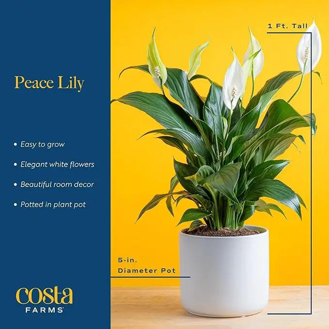 Costa Farms Peace Lily, Live Indoor Plant with Flowers, Easy to Grow Houseplant in Decorative Pot, Potting Soil, Thinking of You, Get Well Soon Gift, Room Decor, 1 Foot Tall by GreenHaven Gardens