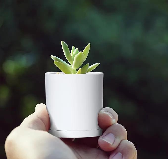 D'vine Dev 24 Pack 2 Inch Mini Plastic Plant Pots, Small Garden Planters for Plant with Drainage Holes and Saucers, White Color, 74-Z-A-6 by GreenHaven Gardens