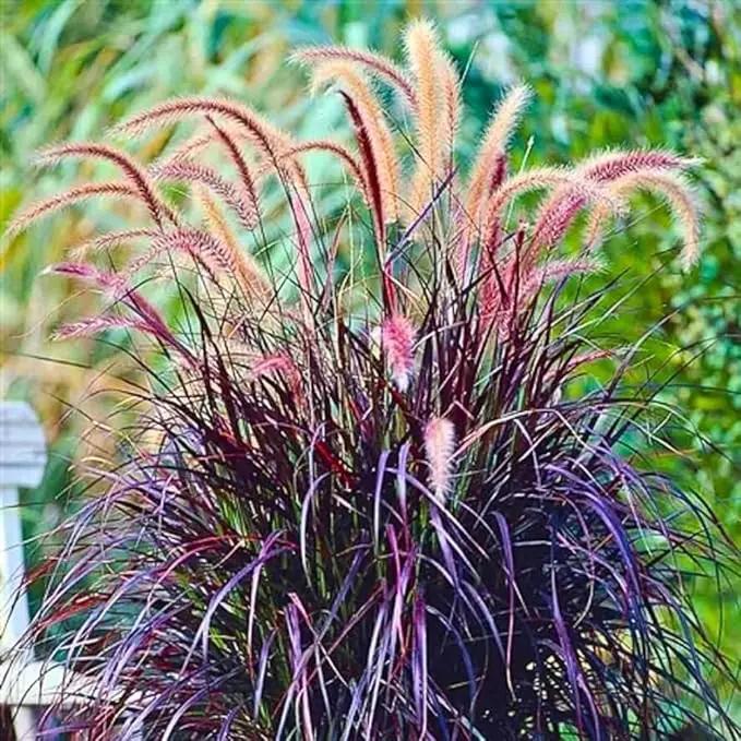 Pack 3 Fountain Grass Plants Live, 5-9 Inch Tall, Ornamental Grasses Live Plants Perennial, Well-Rooted Perennial Grass Clumps (Mix Fountain Grass) by GreenHaven Gardens