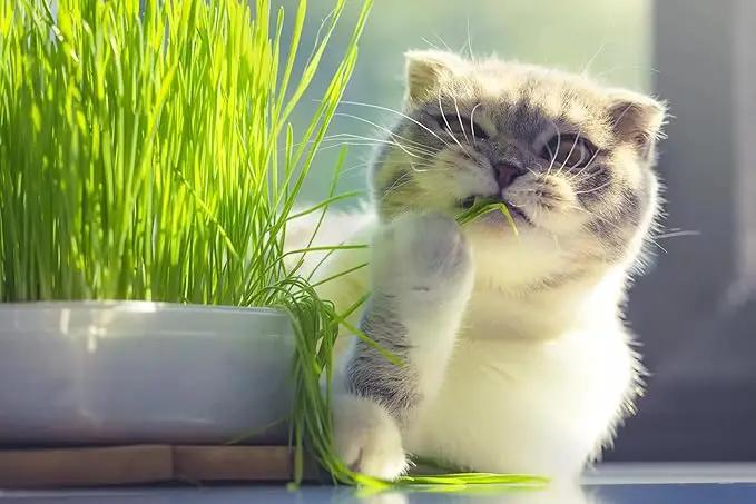 Cat Grass Potting Mix - Nurture Your Cat's Well-Being with This Specially Formulated Blend - 3 QUARTS by GreenHaven Gardens