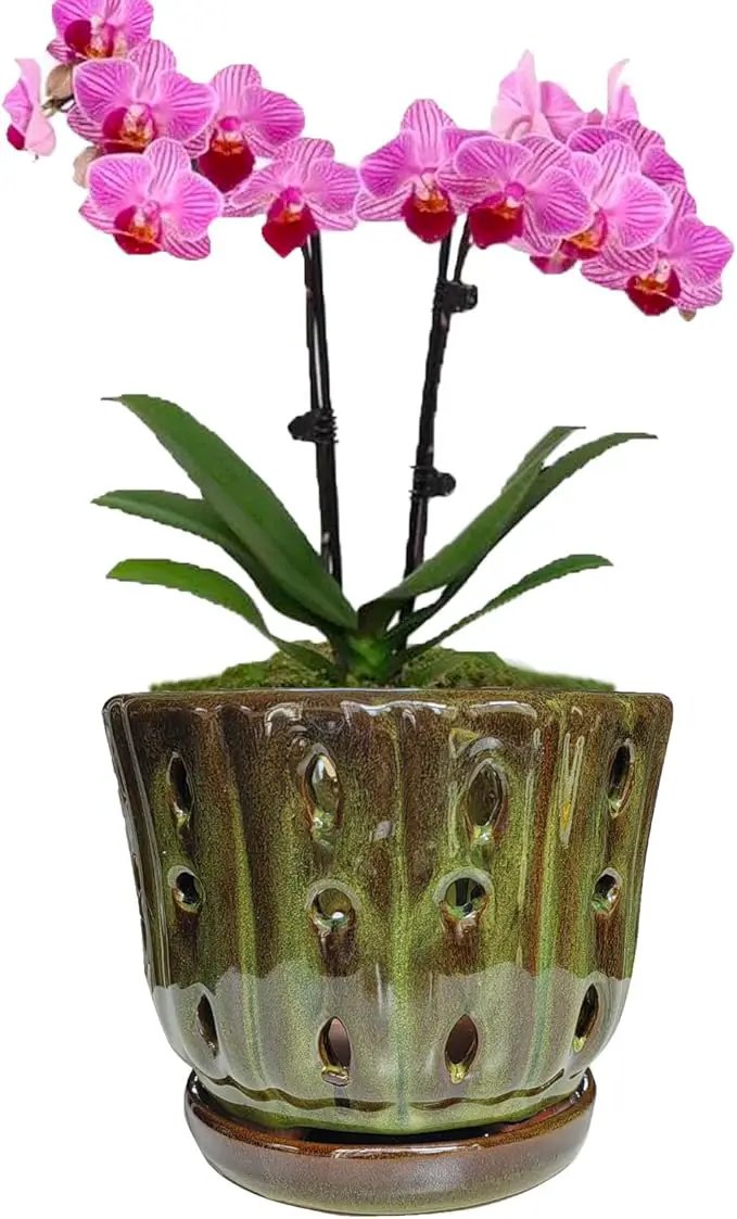 Ceramic Orchid Pots with Attached Saucer and Drainage Hole 6'' Orchid Planter (mossgreen) by GreenHaven Gardens