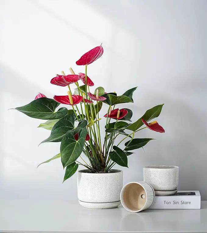 Ton Sin Plant Pots, 4.1+5.1+6.5 inch, Set of 3, Ceramic Planters with Drainage Hole and Saucer, Indoor Flower Pot with Hole Mesh Pad, Gifts for Mom(Reactive Glaze White) by GreenHaven Gardens