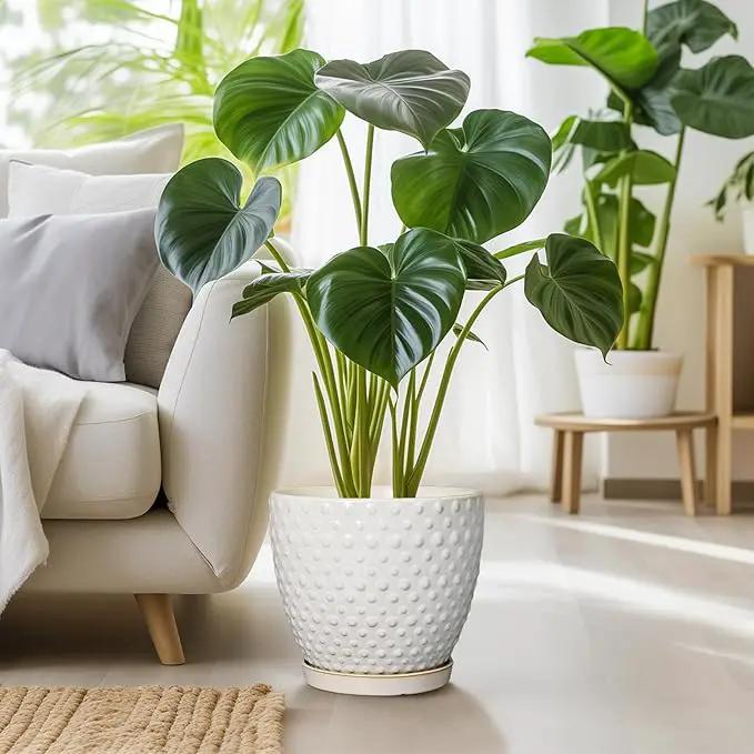 G EPGardening 10 Inch Plant Pot Ceramic Pots for Plants Indoor Outdoor Plant Pots with Drainage Hole and Saucer Round Large Flower Pot for Home Garden Office White by GreenHaven Gardens