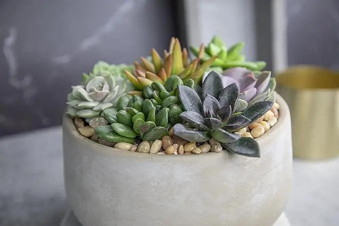 Altman Plants, Live Succulents Plants Live Houseplants (12PK), Succulents Live Plants Live House Plants Indoors Live, Live Cactus Plants Live Cacti Succulent Plants Live Indoor Plants Live Houseplants by GreenHaven Gardens