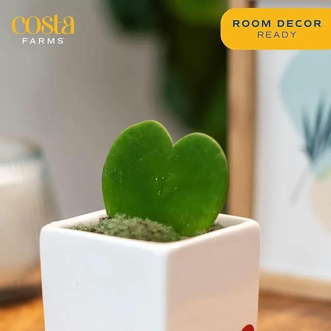 Costa Farms Live Indoor Plant Hoya Heart, Easy to Grow Succulent-Like Houseplant in Cute Decor Planter, Housewarming Gift, Office or Room Decor, 5-Inches Tall by GreenHaven Gardens