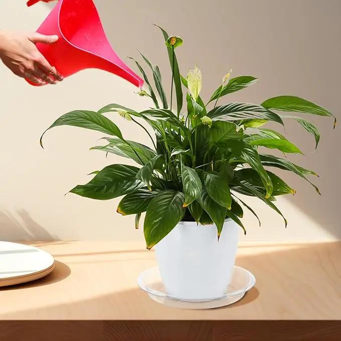 BORPEIN Plant Saucer (6,8,10inch, 18 Pack) Clear Plastic Plant Trays for Pots Indoors Outdoors,Thicker Flower Pot Saucers, Plant Plate to Catch Water by GreenHaven Gardens