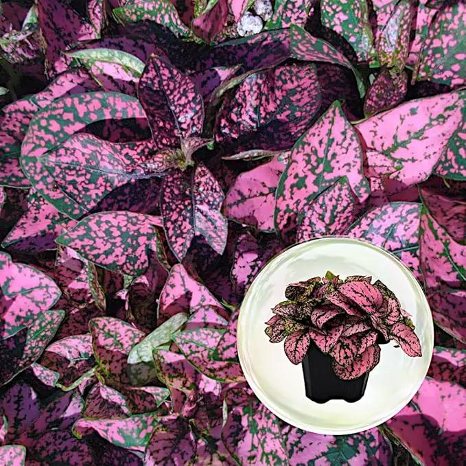 Polka Dot Plant (4-Pack) - Live Houseplants, Small Indoor Plants, Hypoestes Rose - Colorful, Air-Purifying House Plants by GreenHaven Gardens