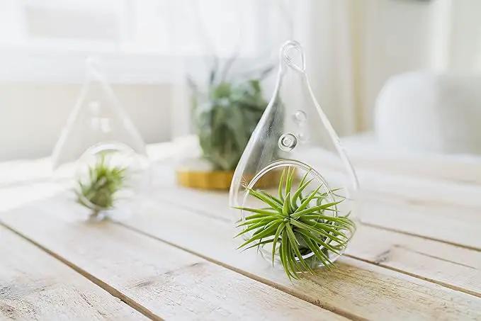 5 Pack of Classic Air Plants Variety - Live Succulent House Plants - Available in Wholesale and Bulk - Home and Garden Decor - Easy Care Indoor/Outdoor Air Plant by GreenHaven Gardens