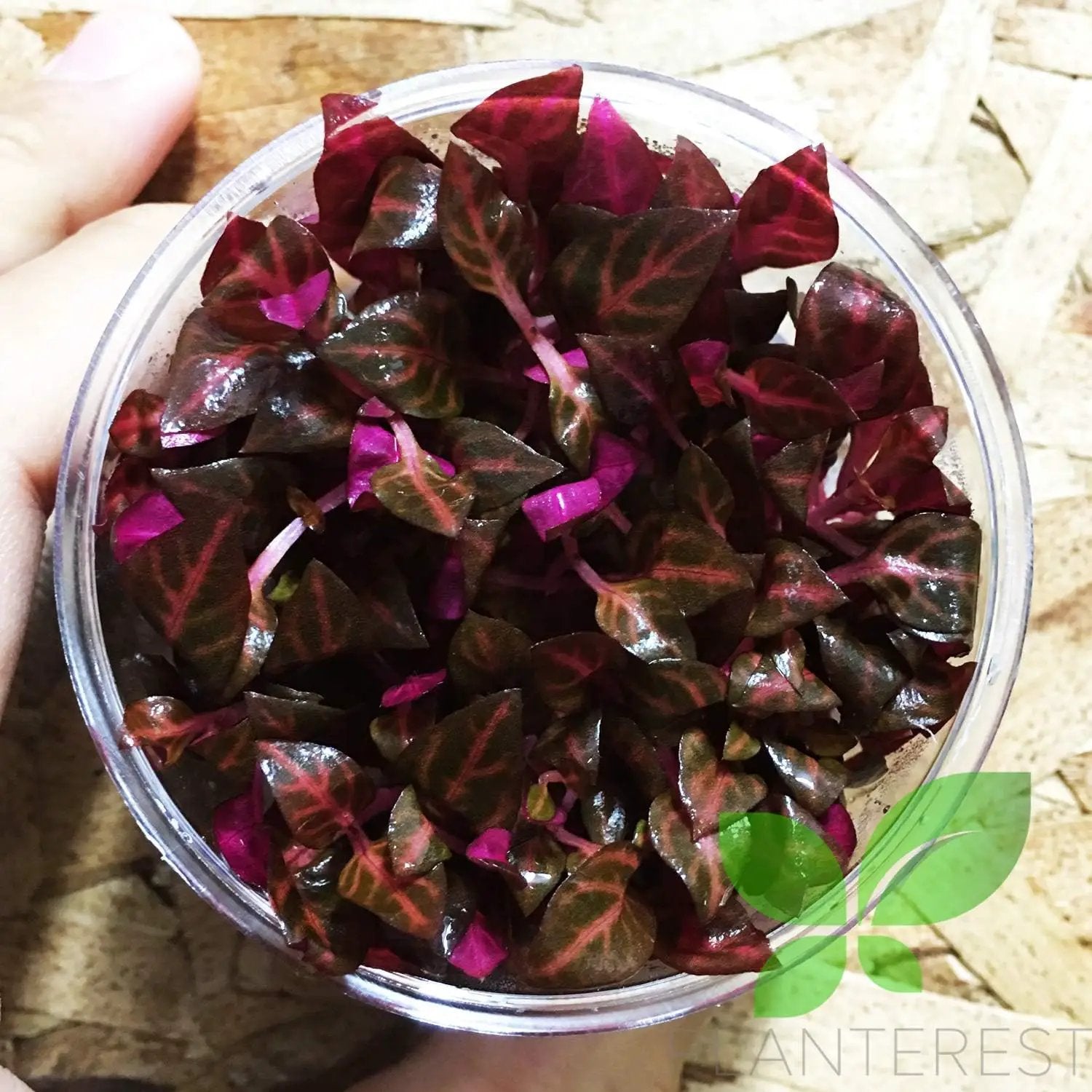 Alternanthera Reineckii Rosanervig Red Tissue Culture Cup Freshwater Live Aquarium Plants Decoration BUY2GET1FREE by GreenHaven Gardens