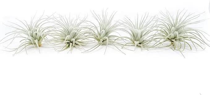 Air Plant Shop 5 Pack Rare Tectorum Ecuador Air Plants - Unique, Bright White, Nursery-Grown Tillandsia House Plant with Fuzzy Trichomes for Terrariums, Driftwood & Living Walls - Wholesale by GreenHaven Gardens