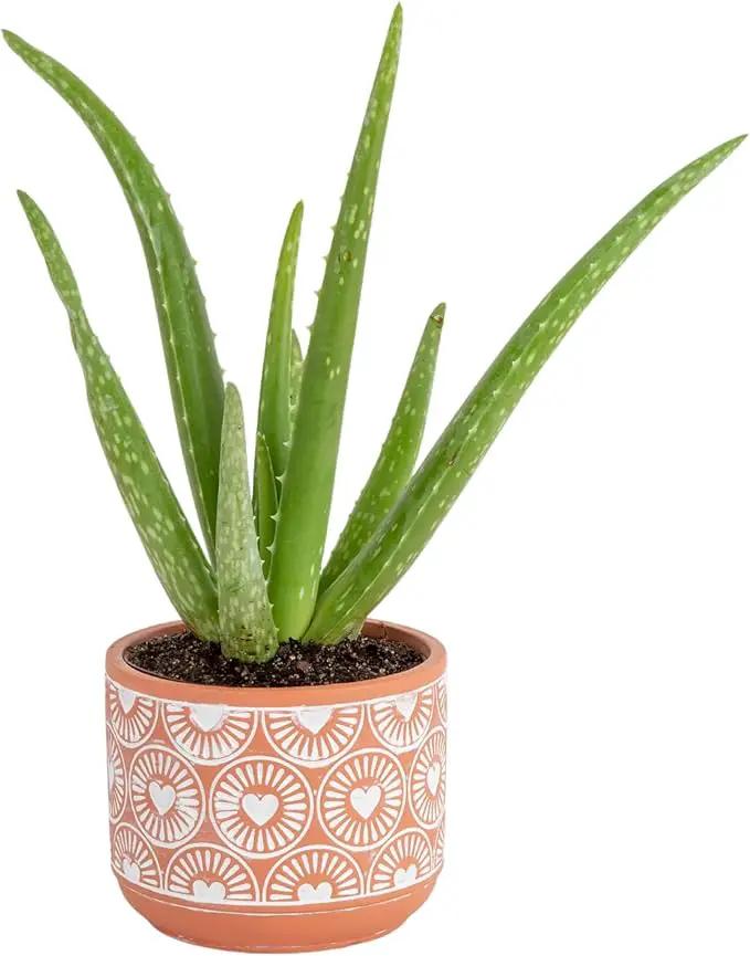 Costa Farms Aloe Vera, Easy to Grow Live Succulent Plant, Indoor Houseplant in Décor Plant Pot, Housewarming, Birthday Gift, Room or Home Decor, 10-12 Inches Tall by GreenHaven Gardens