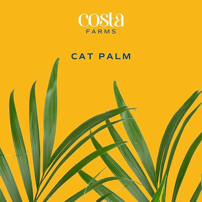 Costa Farms Cat Palm, Live Indoor Houseplant in Indoor Garden Plant Pot, Floor Plant Potted in Potting Soil, Housewarming Gift for New Home, Living Room, Office, Patio Palm Tree Decor, 3-4 Feet Tall by GreenHaven Gardens