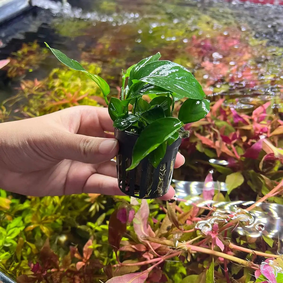 Anubias Live Aquarium Plants - Potted Freshwater Plant for Fish Tanks, Terrariums - Beginner Friendly Low Light (Barteri Broad Leaf, 3 Pots) by GreenHaven Gardens