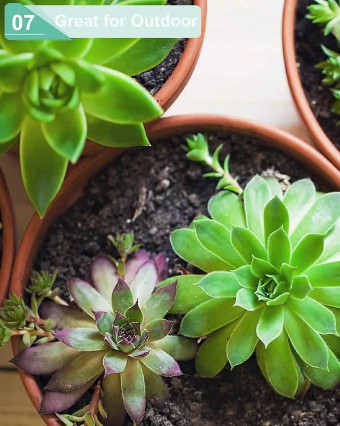vensovo 5.7 Inch Pink Terracotta Shallow Succulent Pots - 6 Pack Terra Cotta Clay Pot with Saucer, Cacuts Indoor and Outdoor Planters with Drainage Hole by GreenHaven Gardens