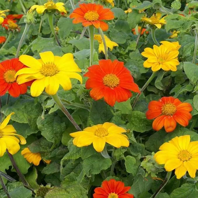 Outsidepride Red Torch Mexican Sunflower Seeds - 2000 Seeds Annual Tithonia, Fast-Growing, Heat & Drought-Tolerant Flower Seeds for Pollinator Gardens, Landscapes, & Flower Arrangements (AAS Winner) by GreenHaven Gardens