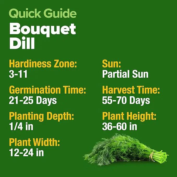 HOME GROWN 𝗨𝗦𝗔 𝗣𝗥𝗘𝗠𝗜𝗨𝗠 Dill Seeds for Planting 1,014 Bouquet Dill Seeds 𝗡𝗢𝗡-𝗚𝗠𝗢 and Heirloom Herb Seeds for Planting Outdoors, Grow Your Fragrant Dill Herb Garden (Anethum graveolens) by GreenHaven Gardens