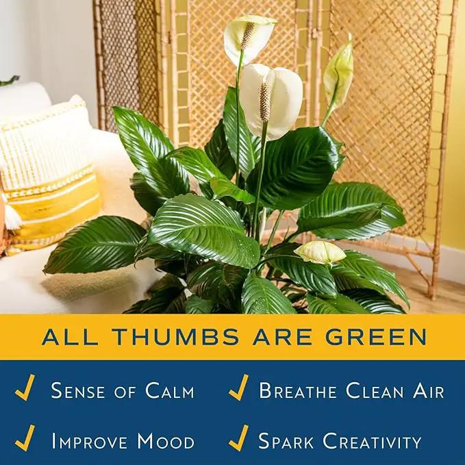 Costa Farms Peace Lily Plant, Live Indoor Houseplant with Flowers Potted in Indoors Garden Plant Pot, Air Purifying Potting Soil, Birthday, New House Gift, Home, Office and Room Decor, 2-3 Feet Tall by GreenHaven Gardens