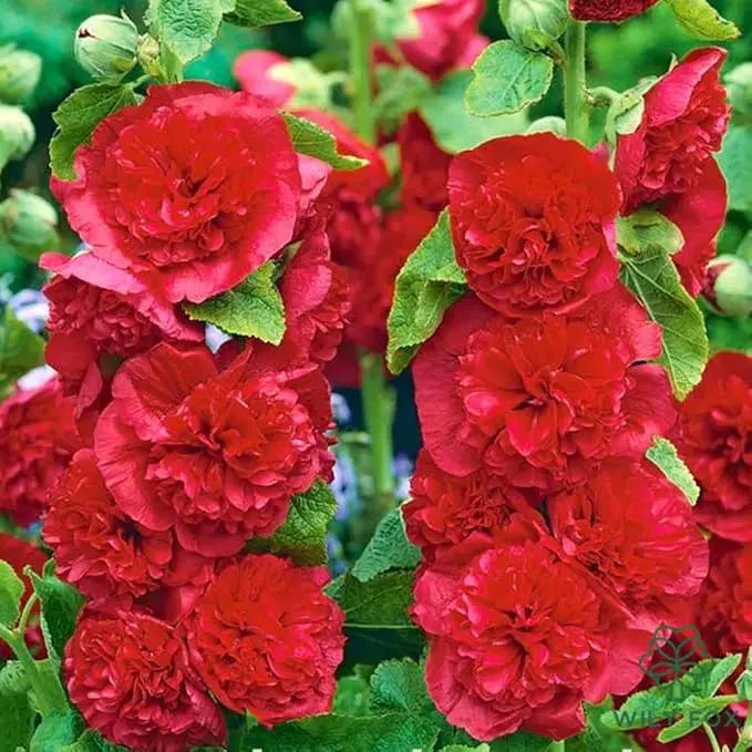 Premium Rare Hollyhock Seeds – 100+ Double Red Hollyhock Flower Seeds – Non-GMO, Heirloom Perennial – Showy Blooms for Outdoor Planting (Dwarf Double Red Hollyhock) by GreenHaven Gardens