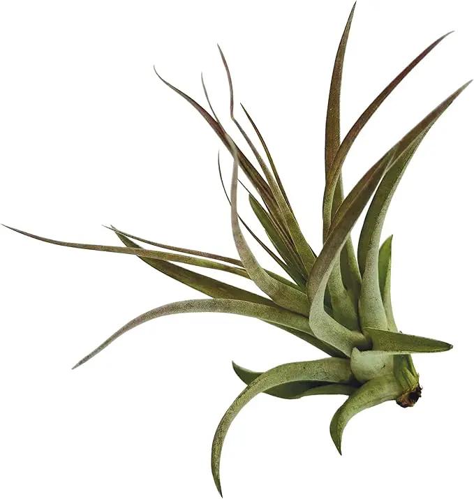 Air Plants - Tillandsia Brachycaulos Multiflora, Jumbo 5-7" - 5 ct - Live Arrival Guaranteed - House Plants for Home Decor & Gift by GreenHaven Gardens