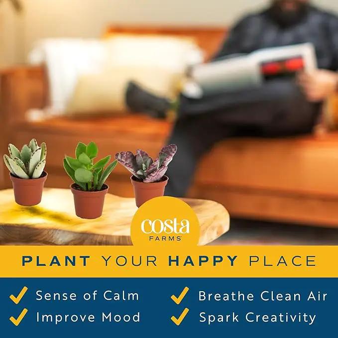 Costa Farms Live Succulent Plants (12-Pack), Mini Succulent Assortment Potted in Nursery Plant Pots, Grower's Choice Indoor Houseplants, Bulk Gift for Baby Shower, Wedding, Party, 2-Inches Tall by GreenHaven Gardens