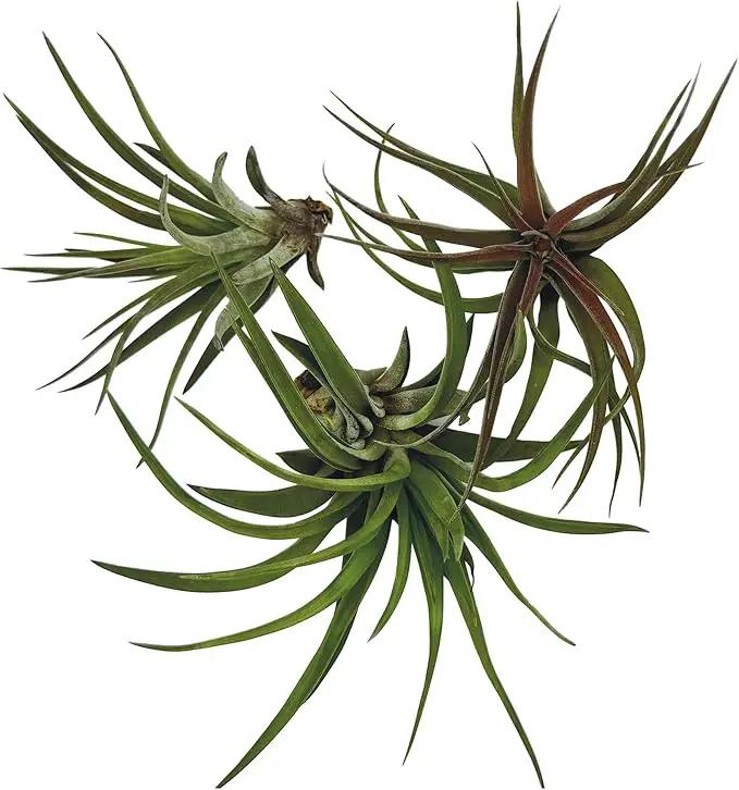 Air Plants - Tillandsia Brachycaulos Abdita, Large 4-6" - 3 ct - Live Arrival Guaranteed - House Plants for Home Decor & Gift by GreenHaven Gardens