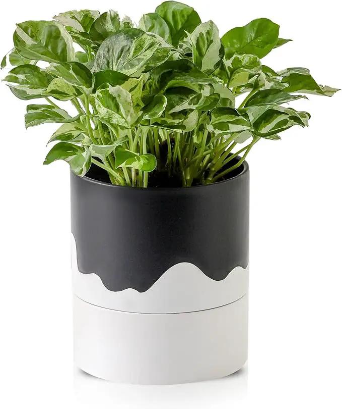 Nihow Self Watering Plant Pot: 6 Inch Ceramic Planter with Drainage Hole & Water Storage Plus for Indoor & Outdoor Plants - Cylinder Round Flower Pot for Succulent/Herbs/Violets - Black & Wave White by GreenHaven Gardens