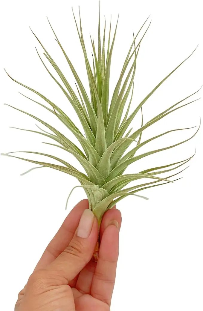 Air Plants - Flowering Tillandsia Lilla Lilac, Large 5" - 1ct - Live Arrival Gauranteed - House Plants for Home Decor & Gift by GreenHaven Gardens