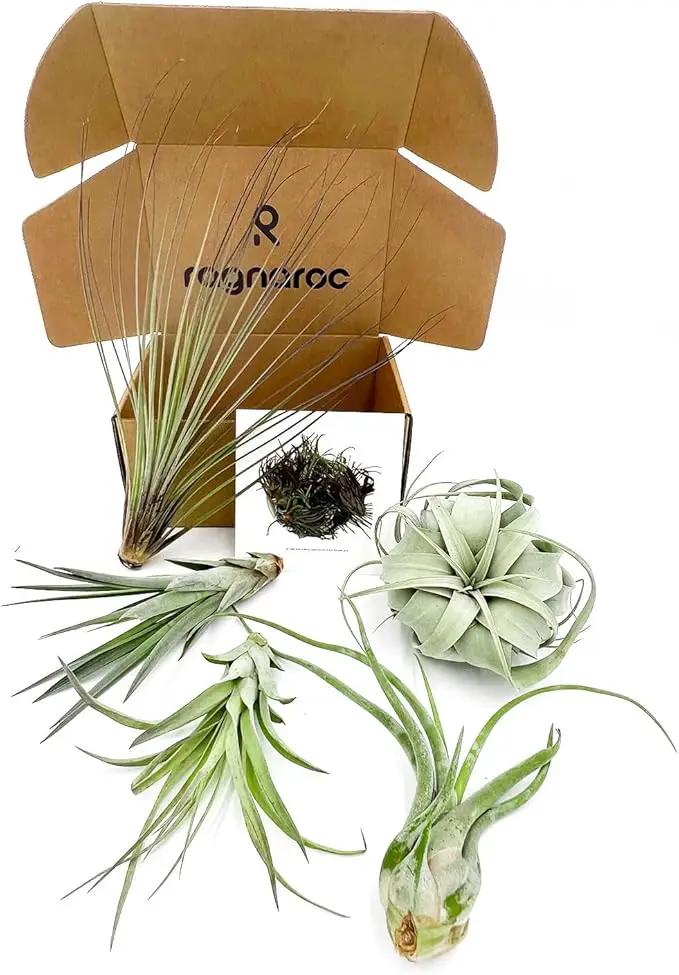 Air Plants - Odin Gift Box - 5ct - Live Arrival Guaranteed - House Plants for Home Decor & Gift by GreenHaven Gardens