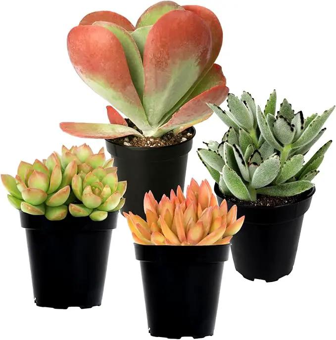 Altman Plants Desert Fire Live Succulents 4-Pack, Mini Plants Succulent Mix, Live Plants, Mini Succulents, House Plants, Live Succulent Plants, Outdoor & Indoor Plants for Event, Wedding, Kid Crafts by GreenHaven Gardens