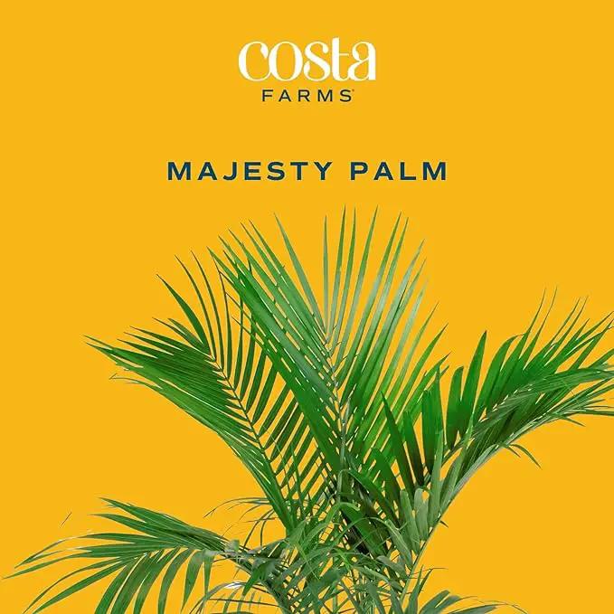 Costa Farms Majesty Palm Live Plant, Live Indoor and Outdoor Palm Tree, Potted in Modern Décor Planter, Tropical Floor Houseplant in Potting Soil, Great Patio, Balcony, Home Decor, 3-4 Feet Tall by GreenHaven Gardens